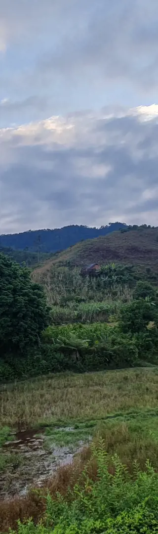 Der Regenwald ist nah